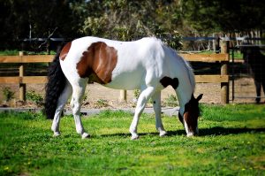 A Clydesdale cross white and brown horse with  black tail eats grass in front of a fence
