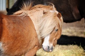 A small palomino horse with a flowing blond mane looking back over his shoulder.