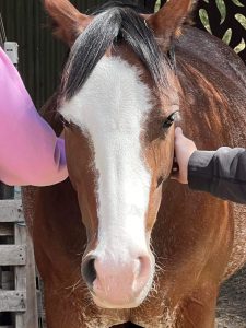 A bay sebino paint horse with a white blaze and black mane.