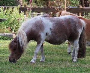 A small roan miniature paint horse eats grass in front of a garden bed.