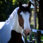 A brown and white horse