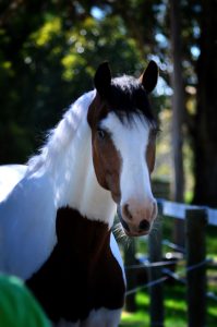 A brown and white horse